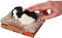 Border collie durmiendo en una camita