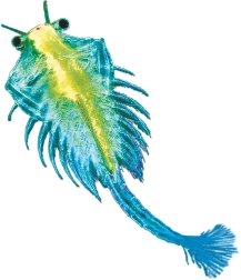 Kosmos mascota acuática – artemia