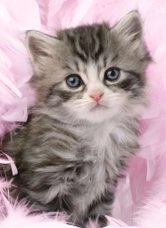 Puzzle Gatito Adorable 500 piezas