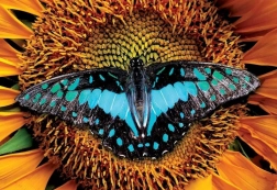 Interdruk puzzle Naturaleza colorida: Mariposa 250 piezas