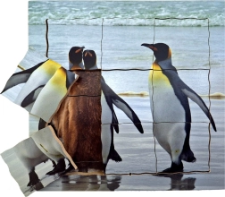 Just Jigsaws Puzzle de madera en capas El pingüino y su ciclo de vida (19 piezas)