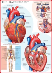 EUROGRAPHICS Puzzle corazón humano 1000 piezas