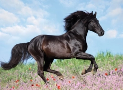 Puzzle Ravensburger Caballos hermosos 200 piezas