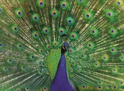 Puzzle RAVENSBURGER pavo majestuoso 500 piezas