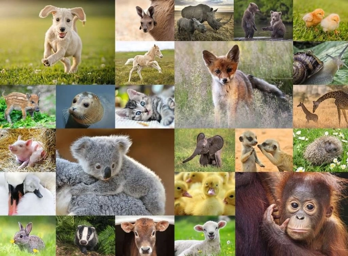 puzle RAVENSBURGER – crías de animales 200 piezas XXL