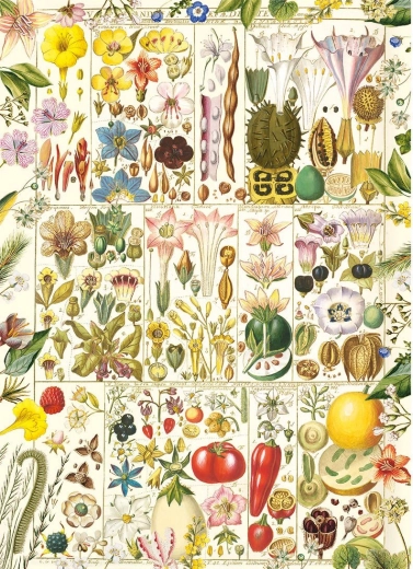 Puzzle Placer Botánico 1000 piezas