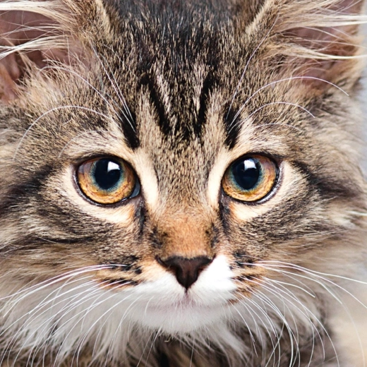 Puzle cuadrado CURIOSI Q Animal – gato, 66 piezas