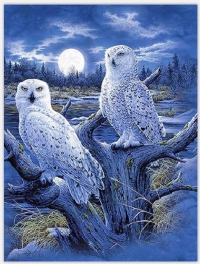 Norimpex pintura por números Búhos y luna 40 × 50 cm