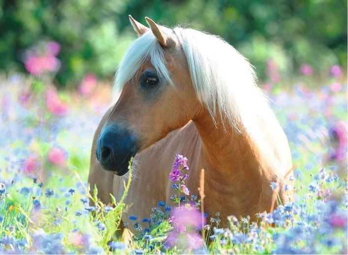 Puzzle 2D de 300 piezas – caballo RAVENSBURGER