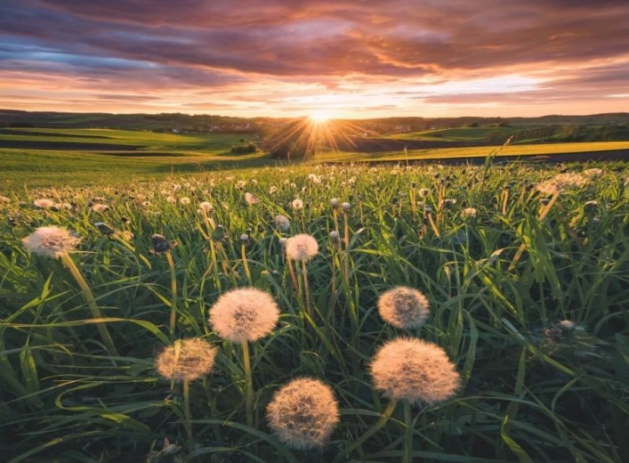 Puzzle Ravensburger Dientes de león al atardecer 500 piezas