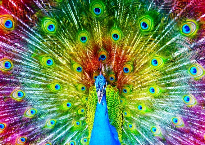 Puzzle Pavo colorido 1000 piezas
