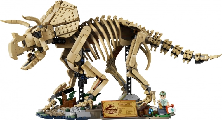 Estructura ósea detallada de triceratops como modelo de exposición