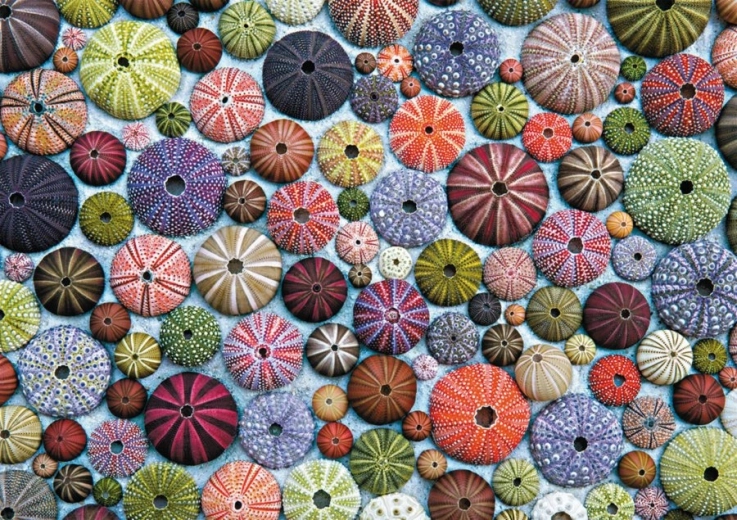 Puzzle de erizos de mar de 1000 piezas PIATNIK