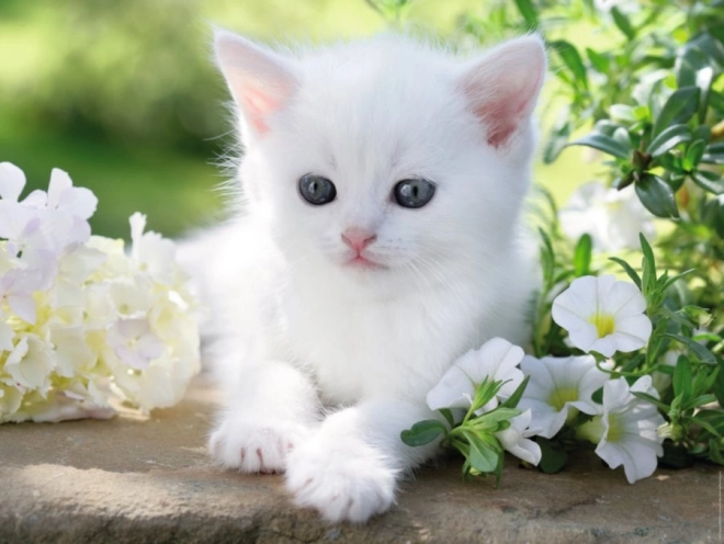 Puzzle Ravensburger de gatito blanco 1500 piezas