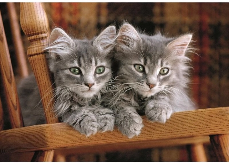 Puzzle de Gatitos 500 piezas CLEMENTONI