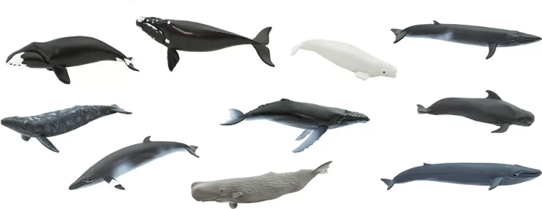10 especies de ballenas en un solo tubo
