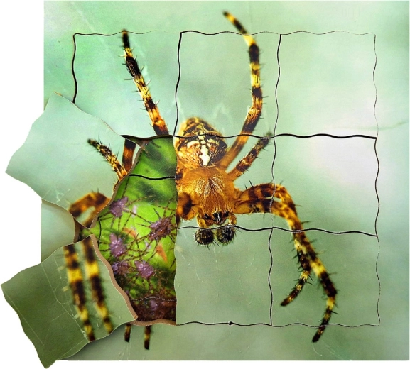 Puzle de madera por capas Araña y su ciclo de vida