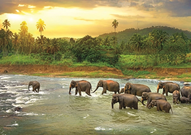 Puzzle Save Our Planet: selva tropical 1000 piezas