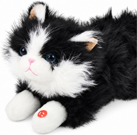 Adorable aspecto blanco y negro