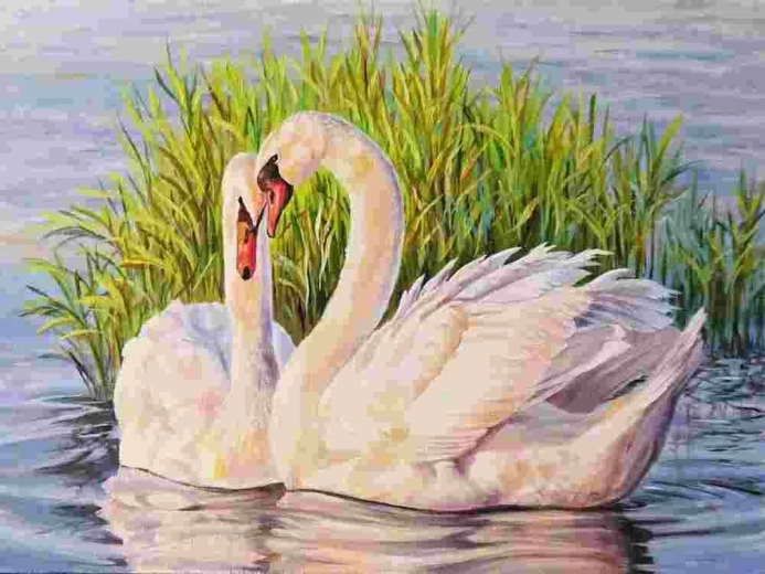 Norimpex Pintura por números Cisnes 40 × 50 cm