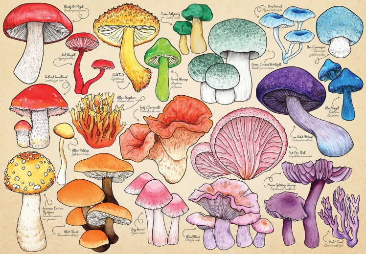 Puzzle Fiebre de las setas, 1000 piezas