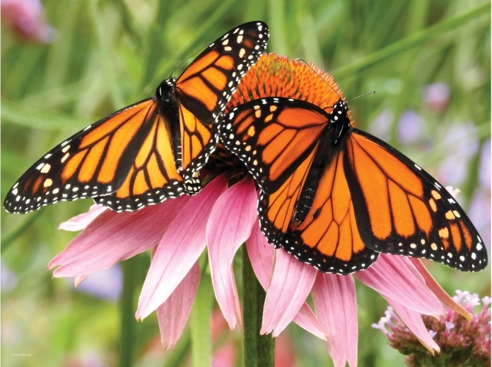 Efecto 3D realista de mariposas
