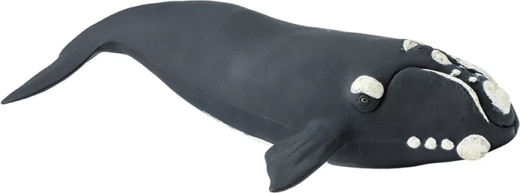 Safari Ltd. figura de ballena franca austral - 1 unidad