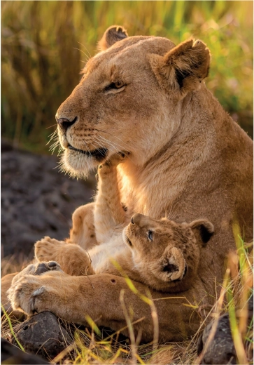 CLEMENTONI puzzle Amor felino 500 piezas