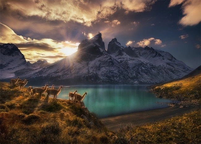 Puzle Chile Llamas Guanaco 1000 piezas
