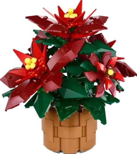 Poinsettia Grande Italia detallada en una maceta trenzada