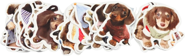 50 motivos de spaniels en un solo set