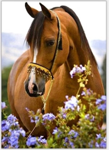 Norimpex pintura por números Caballo entre flores 40 × 50 cm