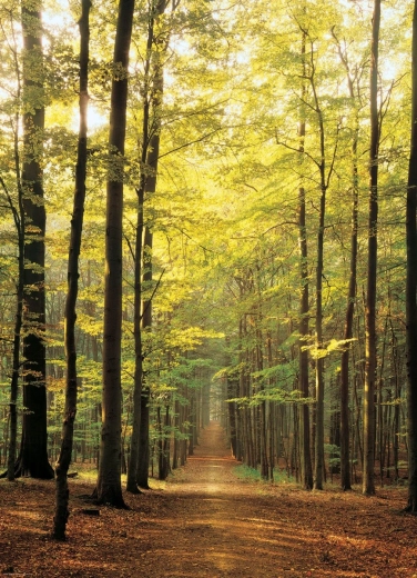 EUROGRAPHICS puzzle 1000 piezas – camino forestal