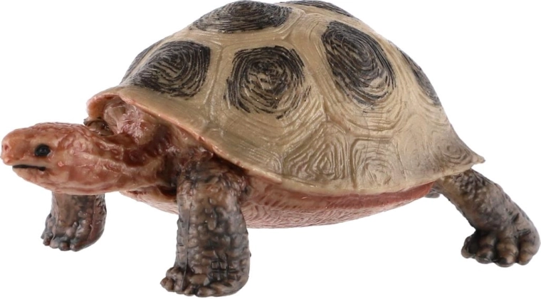 Aspecto realista de la tortuga