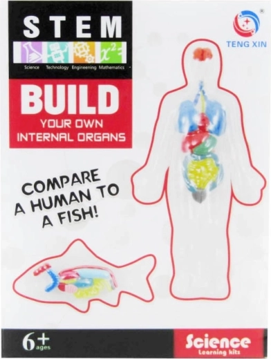 kit creativo – creación de órganos internos con plastilina