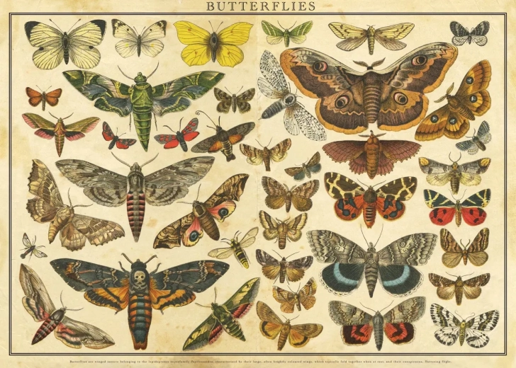 Puzzle Vintage Nature: mariposas 2000 piezas