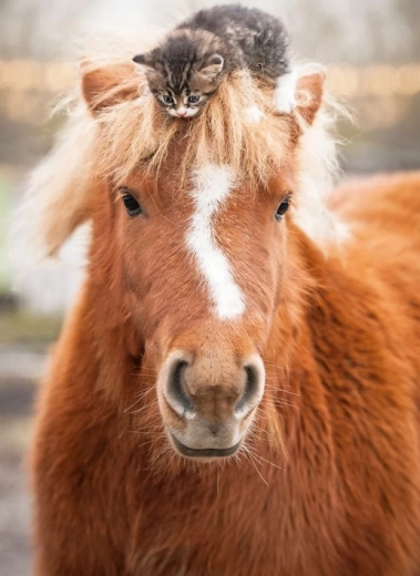 Puzzle Ravensburger poni y gatito 500 piezas