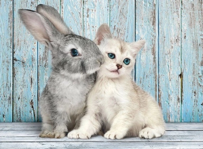 Puzle de 500 piezas Gato y conejo