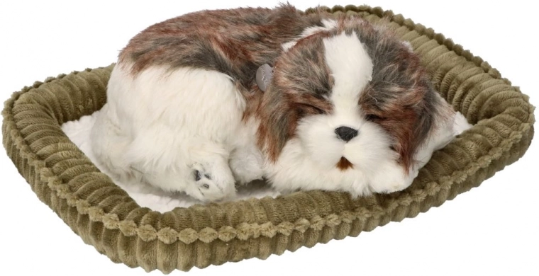 Adóptame cachorro Shih Tzu que respira