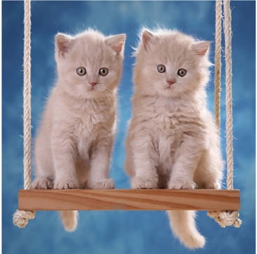 Bordado de diamantes (diamond painting) gatitos en un columpio 30 × 30 cm