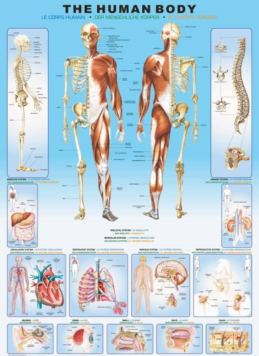 Puzzle EuroGraphics Cuerpo humano 1000 piezas