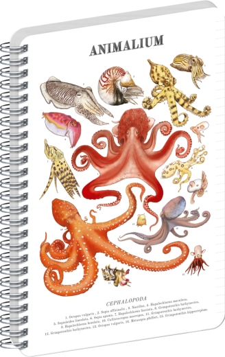 Bloc espiral Notique Animalium – cefalópodos, rayado, A5