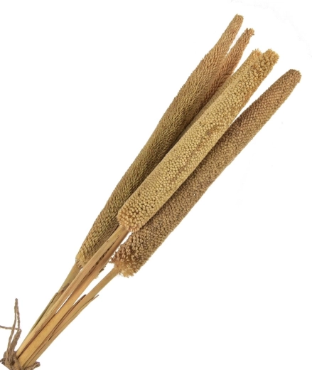 Decoración seca (seco) beige – 5 uds., 50–60 cm