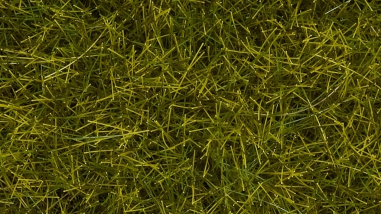 Noch hierba estática pradera silvestre 12 mm