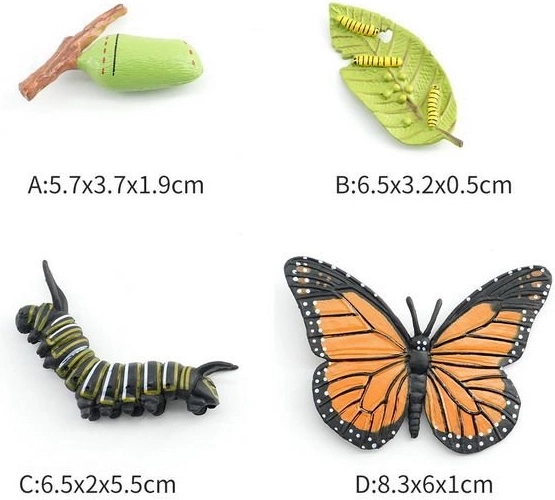 Figura de mariposa en 4 fases de desarrollo