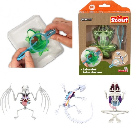 Mini laboratorio de disección – rana, salamandra o murciélago