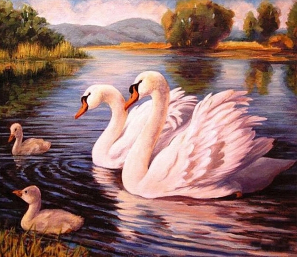 Norimpex Pintura por números Cisnes 40 × 50 cm