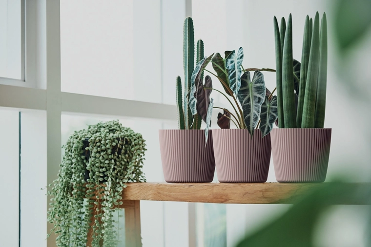 Ideal para hierbas aromáticas y plantas pequeñas