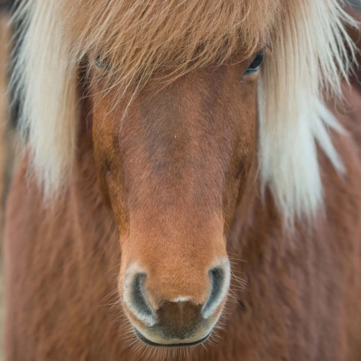 Puzle cuadrado Caballo 66 piezas CURIOSI