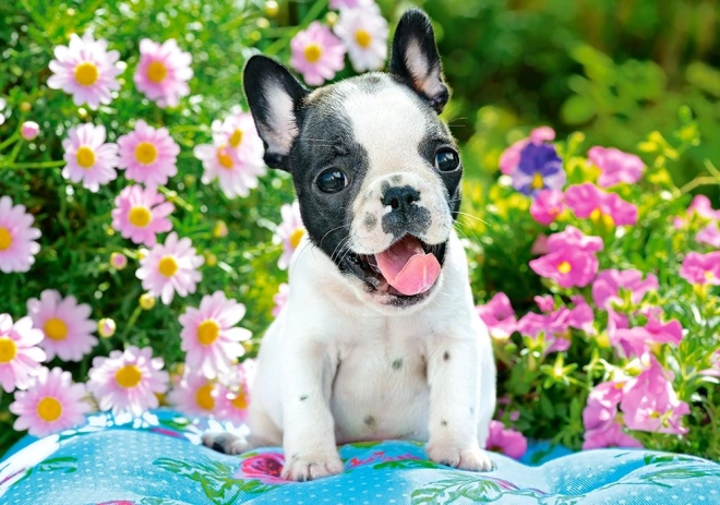Puzzle de 500 piezas French Bulldog Puppy